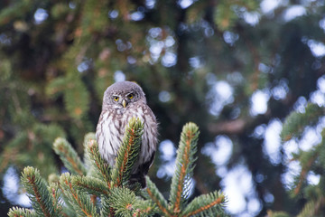 Beautiful detailed owl on a branch with detailed eyes