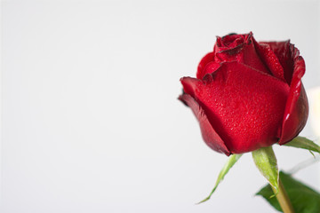 red rose on white background