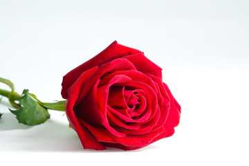 Big red rose on white background