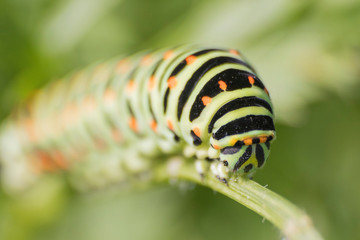 Naklejka premium Macro: green detailed catherpillar in a meadow