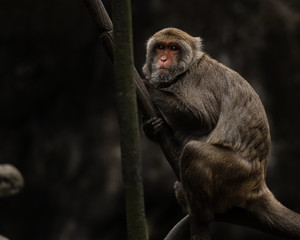 Formosan Rock Monkey hanging on the branch