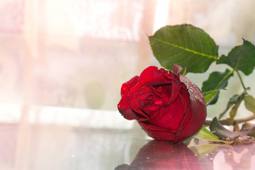 Red rose on table for your valentine