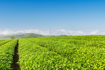 Fototapeta na wymiar fresh green tea plantation in spring