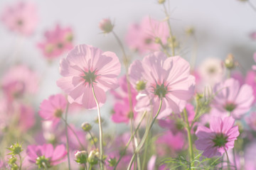 Pink cosmos flower and  soft focus,Pretty background