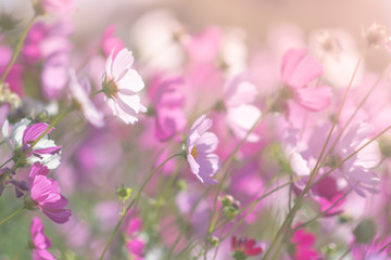 cosmos flower pretty background and soft focus