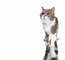 beautiful tabby white british shorthair cat standing on mirror in front of white studio background with copy space looking curiously