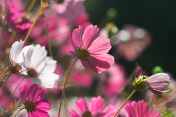 Pink cosmoa flower and dark background