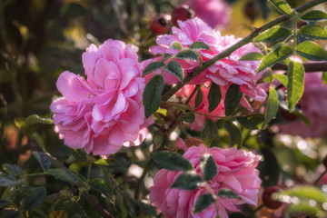 Droplets on pink roses