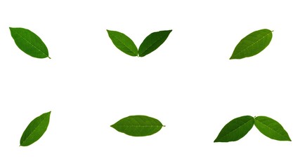 collection of fresh green leaves isolated on white background.