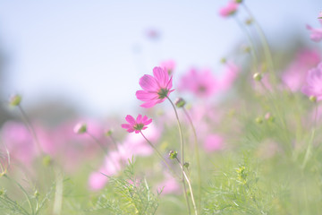Pink cosmos and grreen feaf, soft background