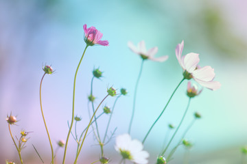 Pretty cosmos flower and soft background