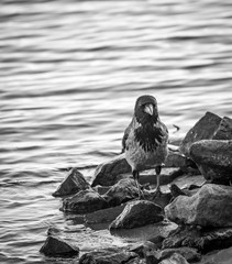 Crow standing on the rocks beside the river