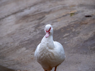 Duck