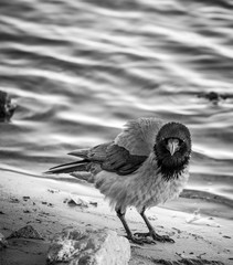 Disheveled crow standing on the sandy beach beside the Dnipro river in Kiev Kyiv city, Ukraine