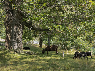 naturnahe Schafzucht unter Kastanien im Vinschgau