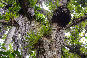 Epiphytes on the tree in park El Nicho in the mountains of Cuba