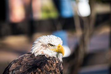 Un precioso ejemplar de aguila