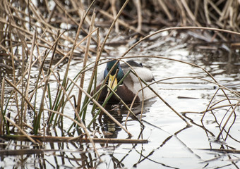 Male duck disguised among the river reeds looking straight in the camera on the Dnipro river in Kiev (Kyiv) city, Ukraine