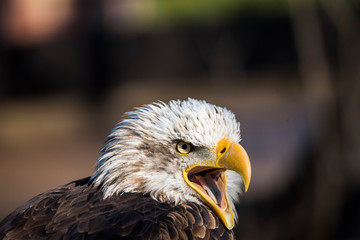 Aguila con la boca abierta