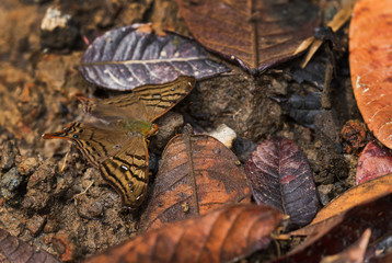 Banded Mapwing - Hypanartia dione,  beautiful brown and yellow butterfly from Central and South America forests, eastern Andean slopes, Wild Sumaco lodge, Ecuador. 