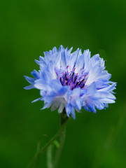 Pale Blue Flower against bokeh green background