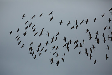 Flight of migrating cranes in cloud sky