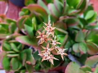 Fototapeta na wymiar star shaped flowers on succulent plant