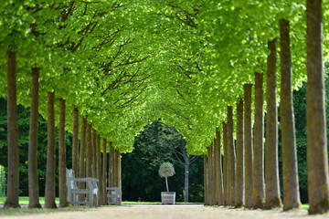 Beautiful alley of trees in the form of a tunnel in a European garden in spring