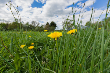 Dandelions latin name Taraxacum officinale in an overgrown weed filled garden or meadow