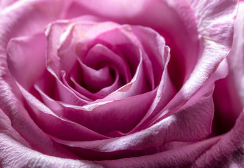 Beautiful rose flower as a background