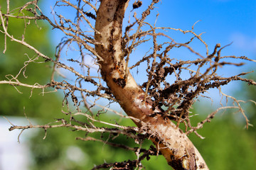 The root of a plant with a complex structure. Weed control.