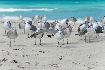 Flock of seagulls on the beach of Atlantic Ocean, Cuba