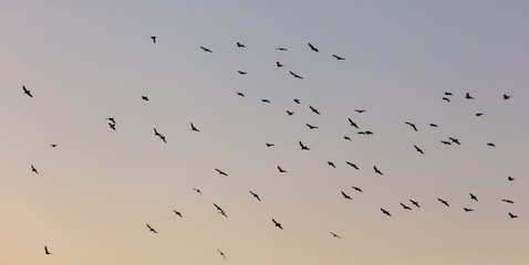 A flock of birds at dawn