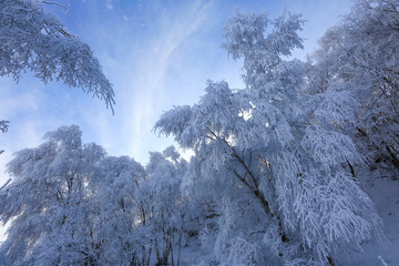 Beautiful winter landscape. Trees in the snow against the blue sky in the early morning