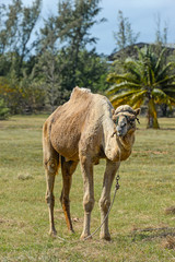 Camel for entertain tourists walks in a field near a hotel in Varadero, Cuba