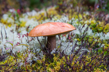 Mushroom in the forest