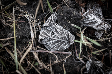 Frozen leaves on the ground in the park