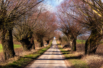 Aleja wierzb. Szosa Kruszewska. Narwiański Park Narodowy, Podlasie, Polska © podlaski49