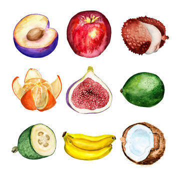 Set of watercolor fruits