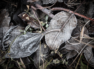 Frozen leaves on the ground in the park