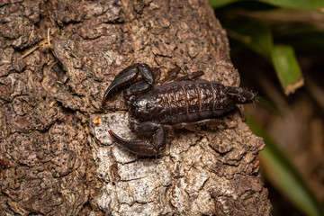 Scorpion on tree