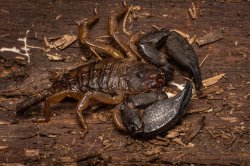 Rainforest Scorpion