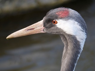 Grue Cendrée, détails, série, Parc de la Tête d'Or, Lyon