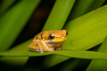 Yellow Tree Frog