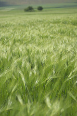 Green Spikes Of Wheat In The Field