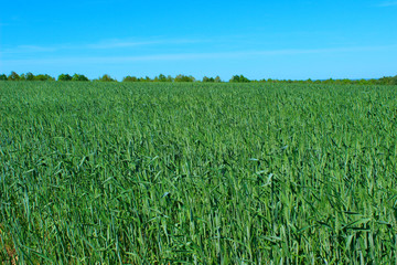 Blurry cropped shot of green field of wheat and blue sky, image for background. Abstract nature background.  