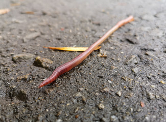 Earthworm on the pavement as a background