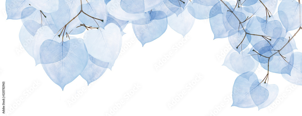 Canvas Prints isolated stripe from tree branches with blue leaves