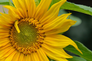 Blüte einer Sonnenblume	