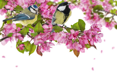 two tits on blossoming apple tree branch with pink flowers
